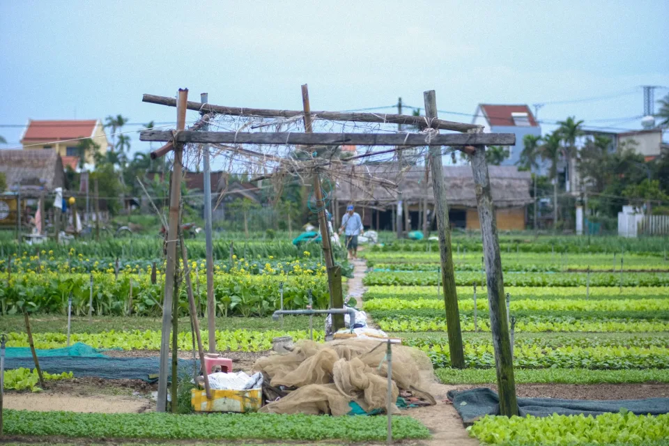 Toàn cảnh vườn